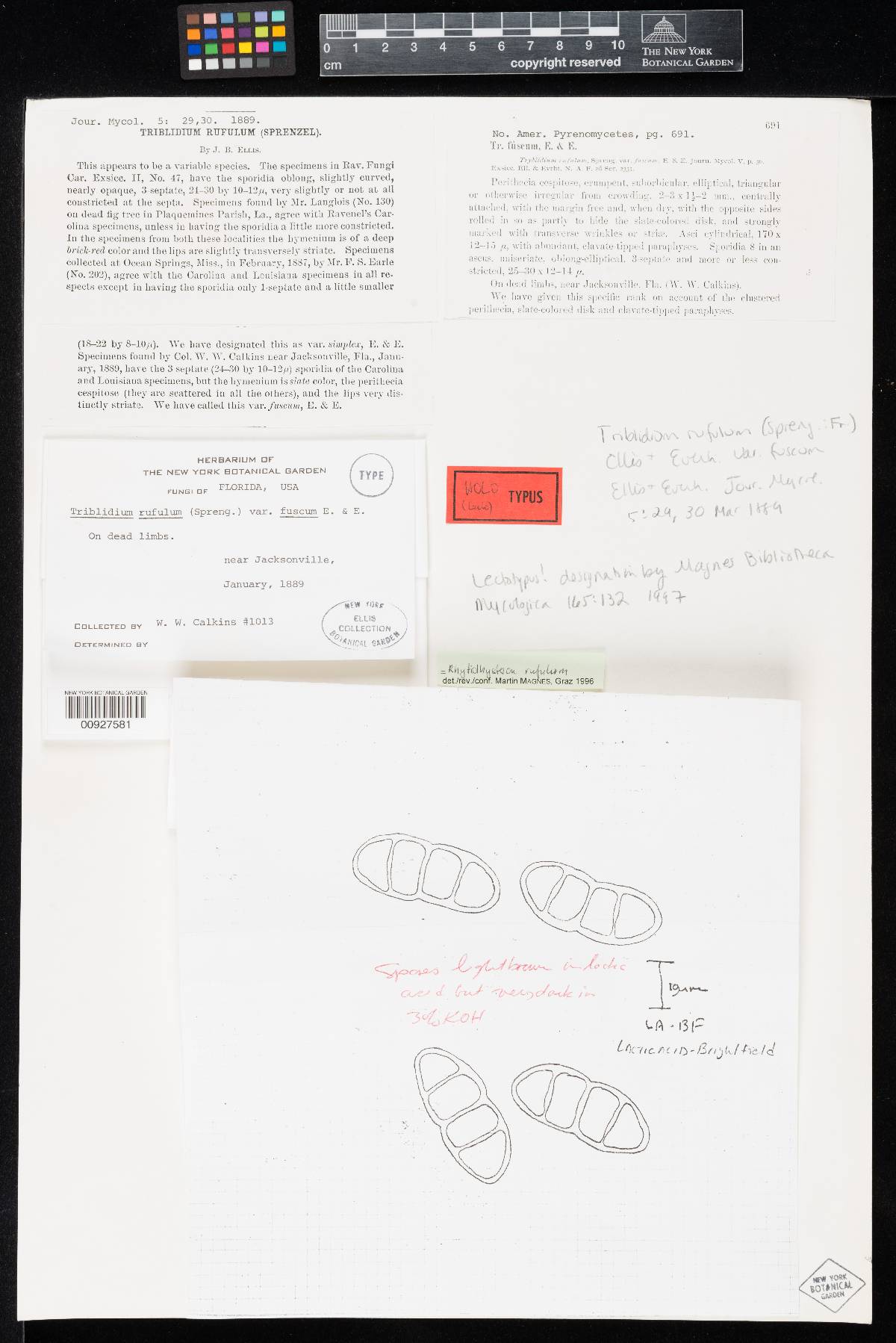 Triblidium rufulum var. fuscum image