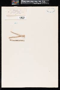 Leptosphaeria astericola image