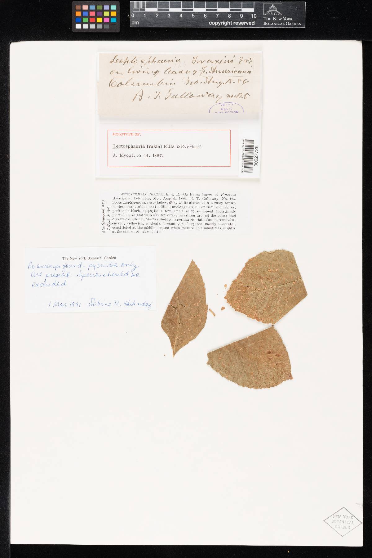 Leptosphaeria fraxini image