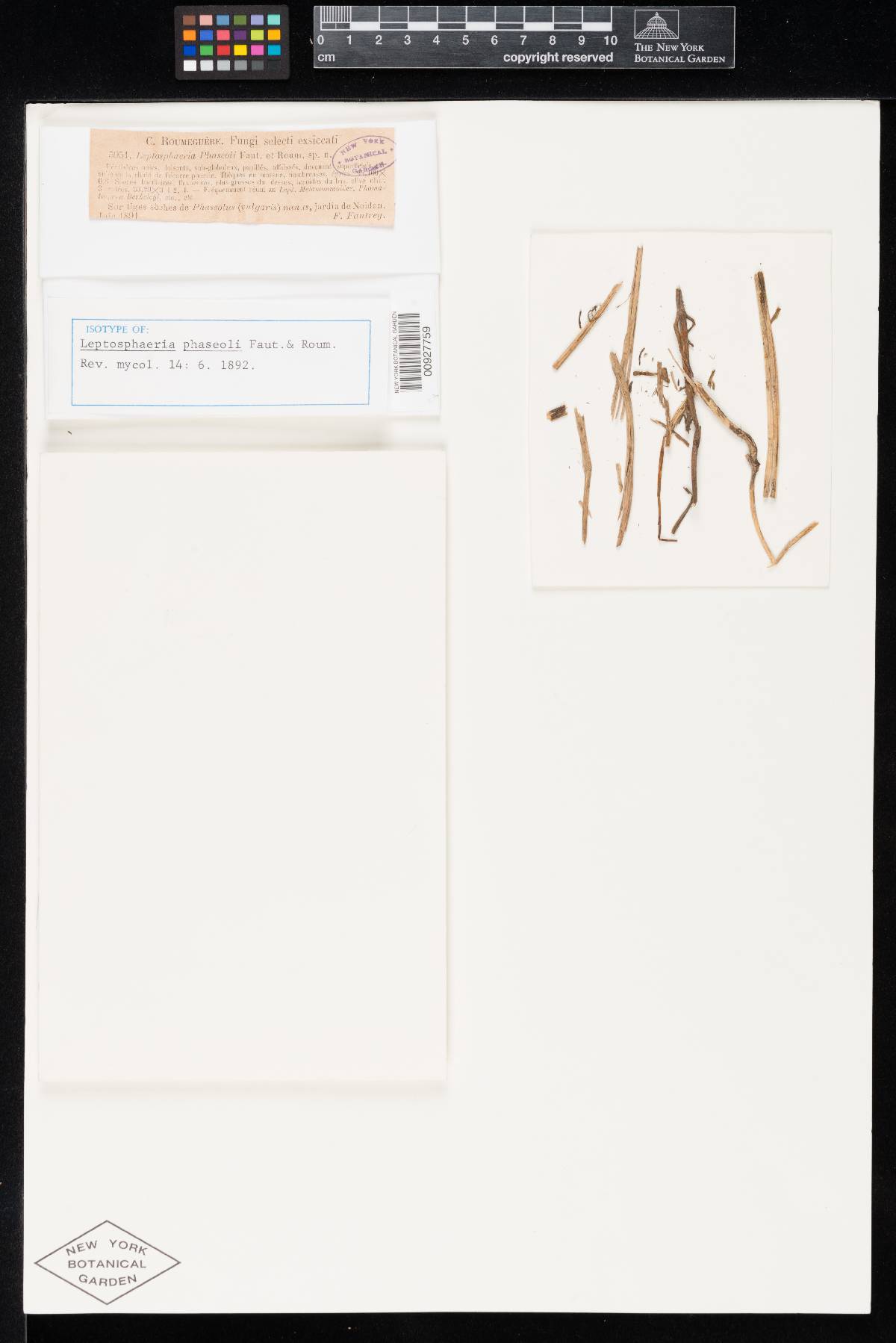 Leptosphaeria phaseoli image