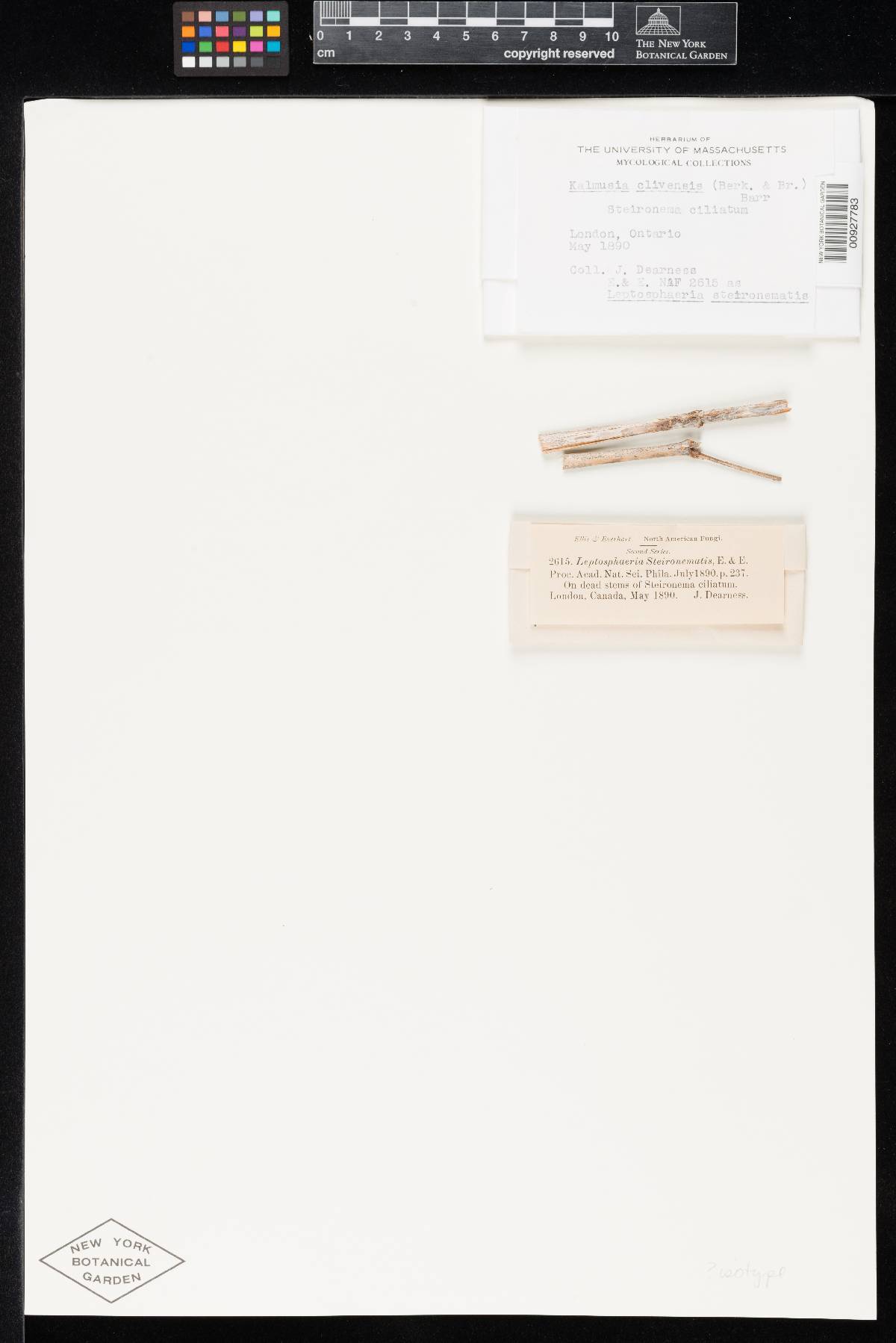 Leptosphaeria steironematis image