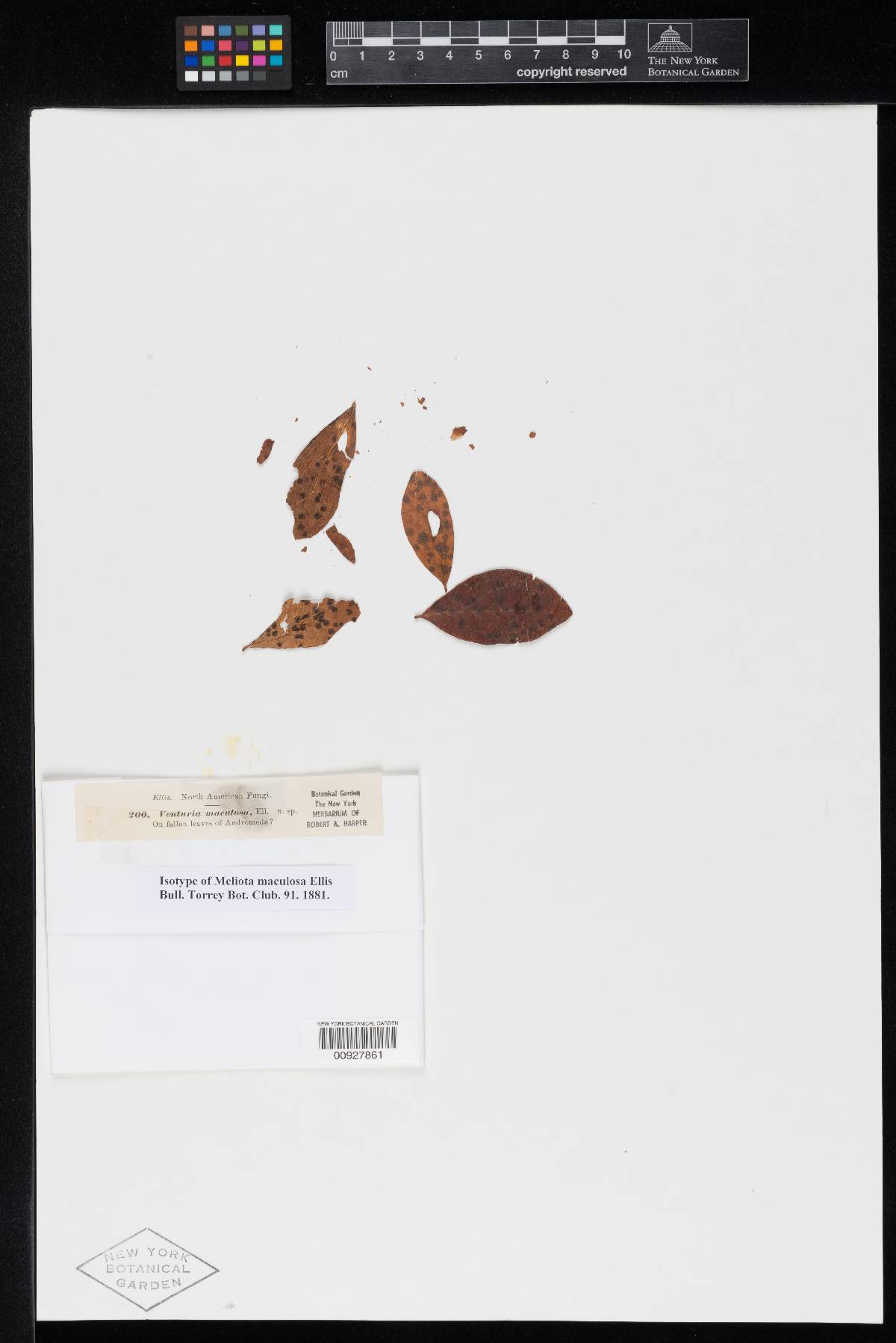 Meliola maculosa image