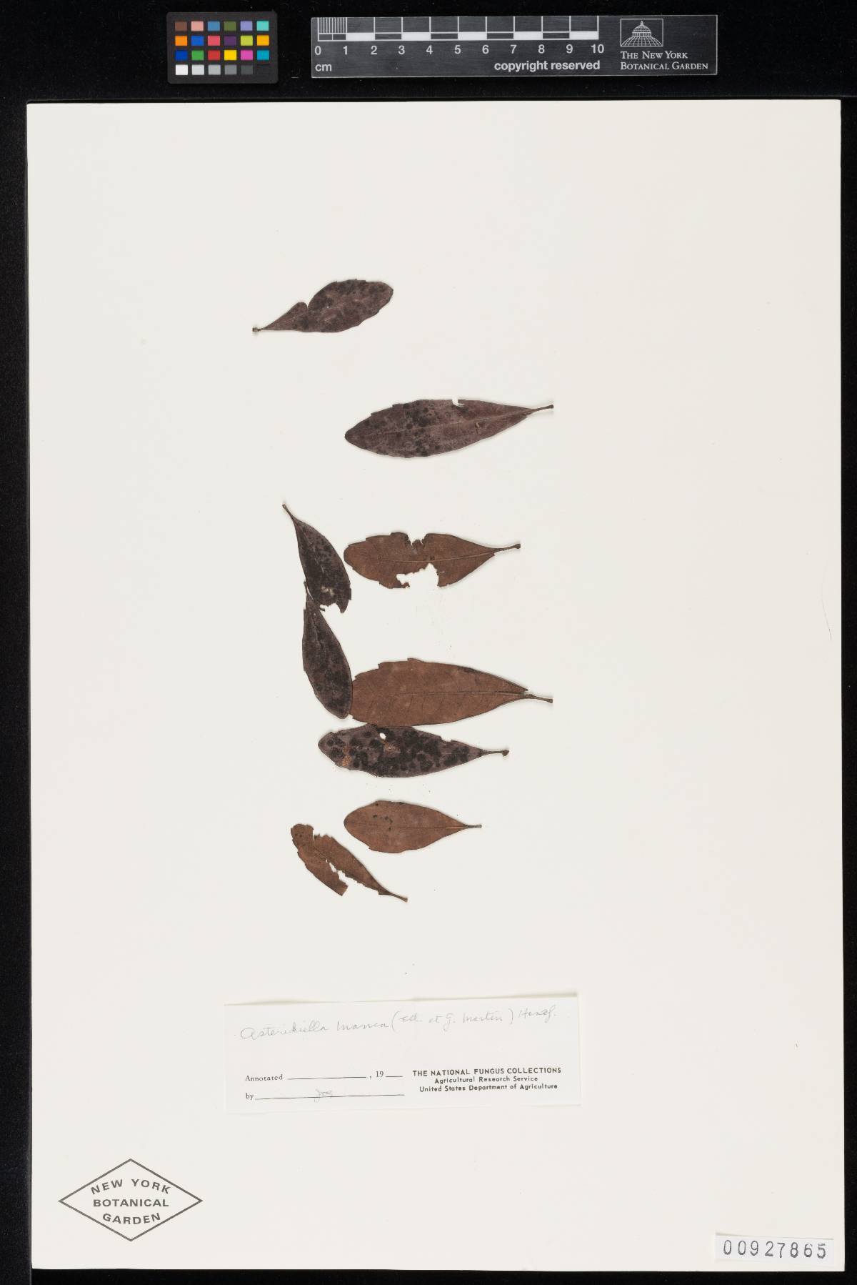 Meliola manca image