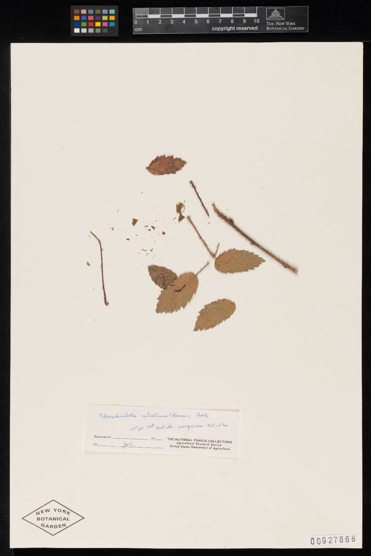 Meliola sanguinea image
