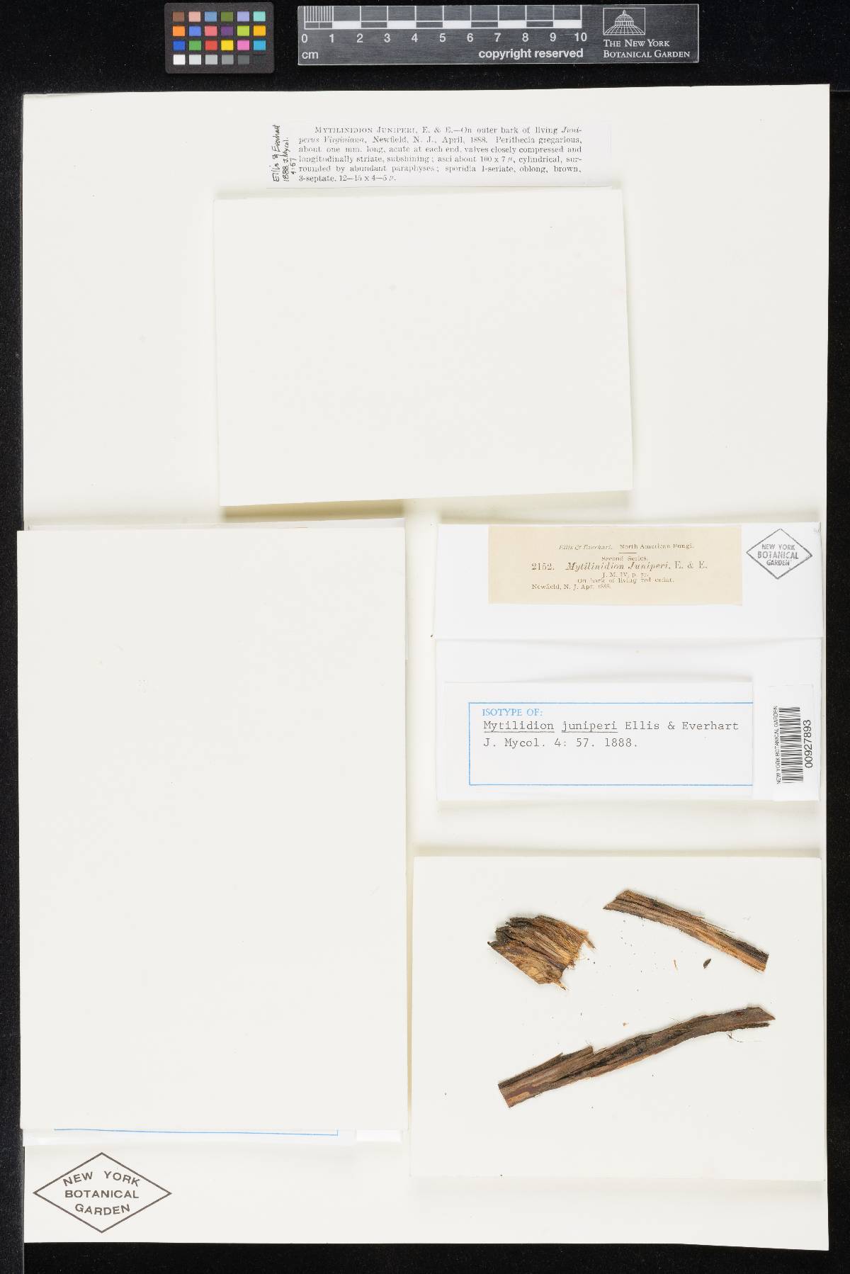 Mytilinidion juniperi image