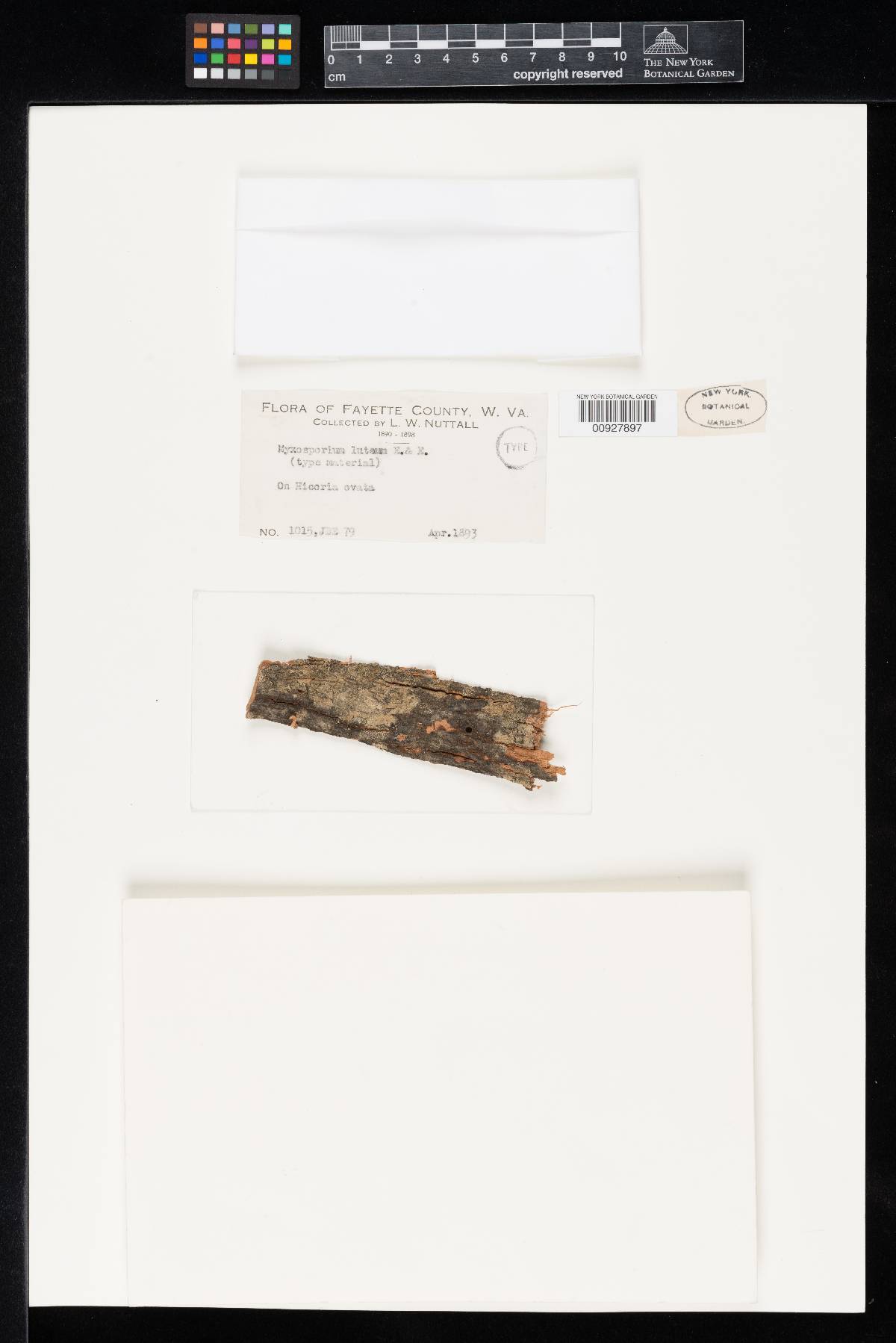 Myxosporium luteum image