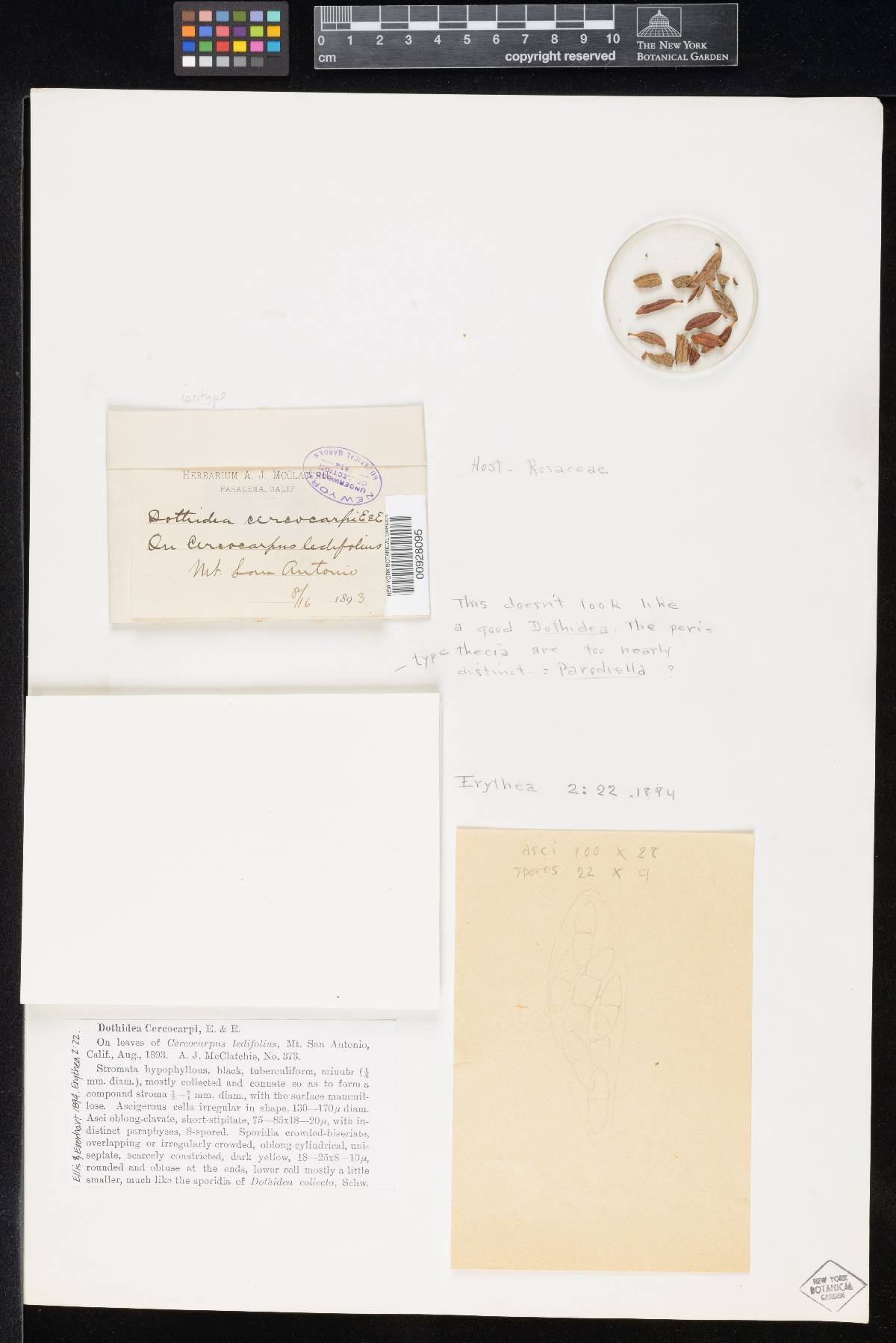 Dothidea cercocarpi image