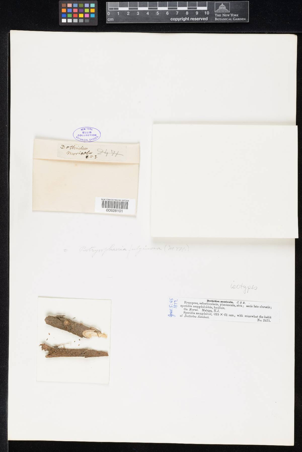 Bagnisiopsis moricola image