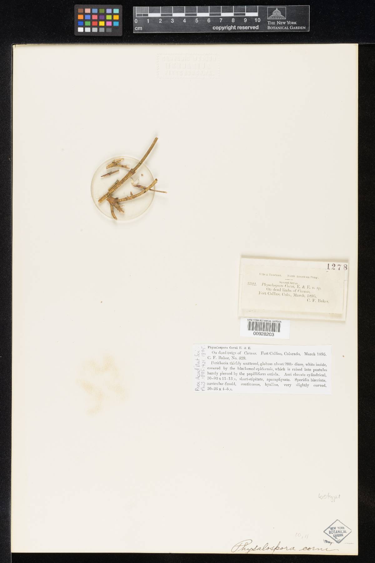 Physalospora corni image