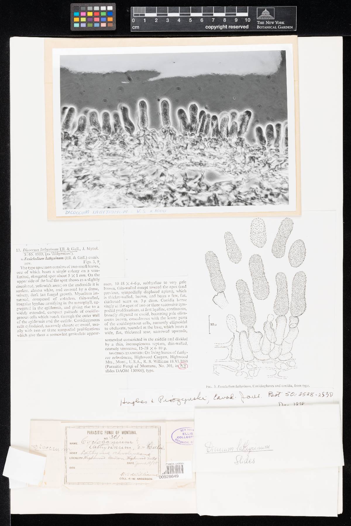 Dicoccum lathyrium image