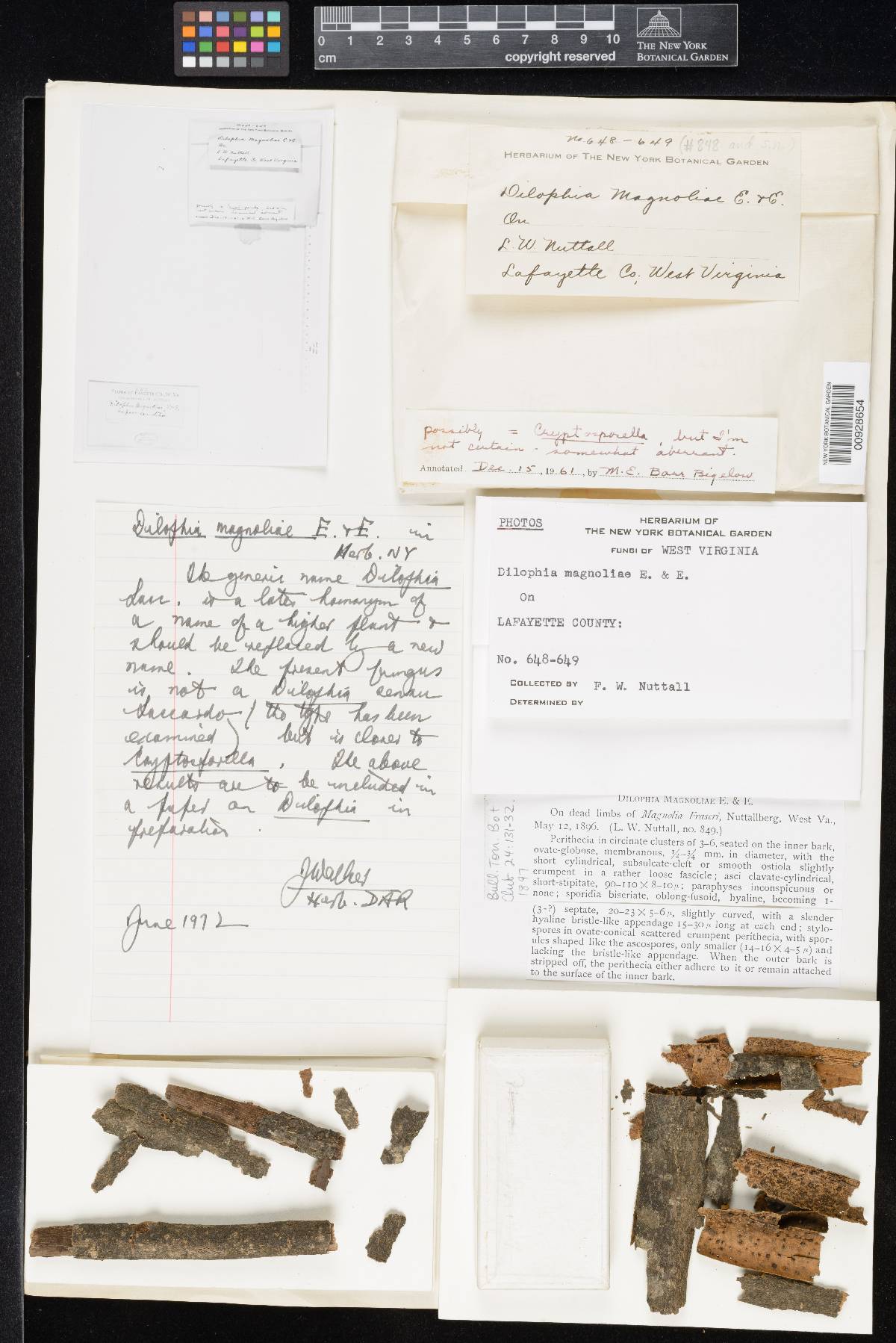 Dilophia magnoliae image