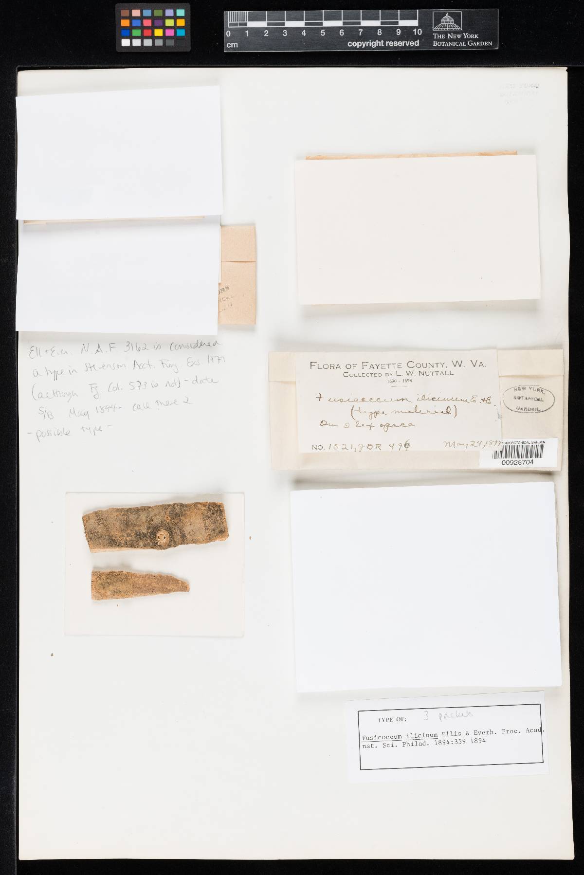 Fusicoccum ilicinum image