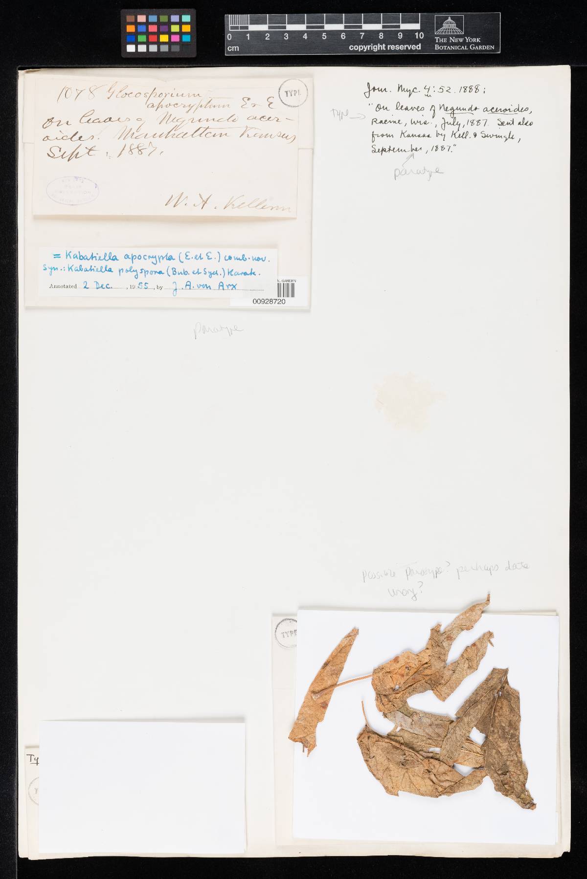 Aureobasidium apocryptum image