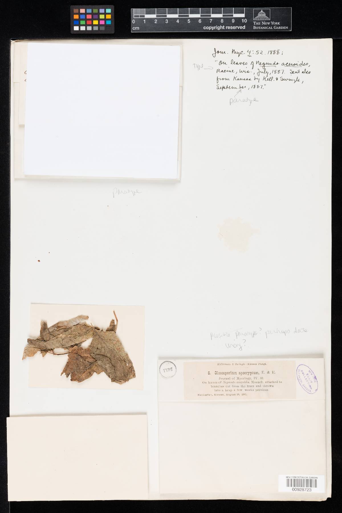 Aureobasidium apocryptum image