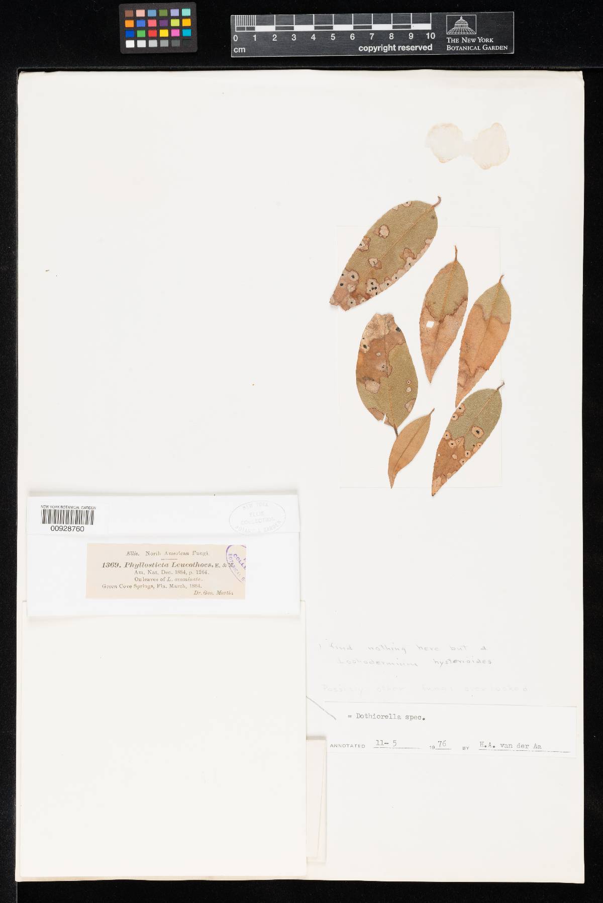 Phyllosticta leucothoes image