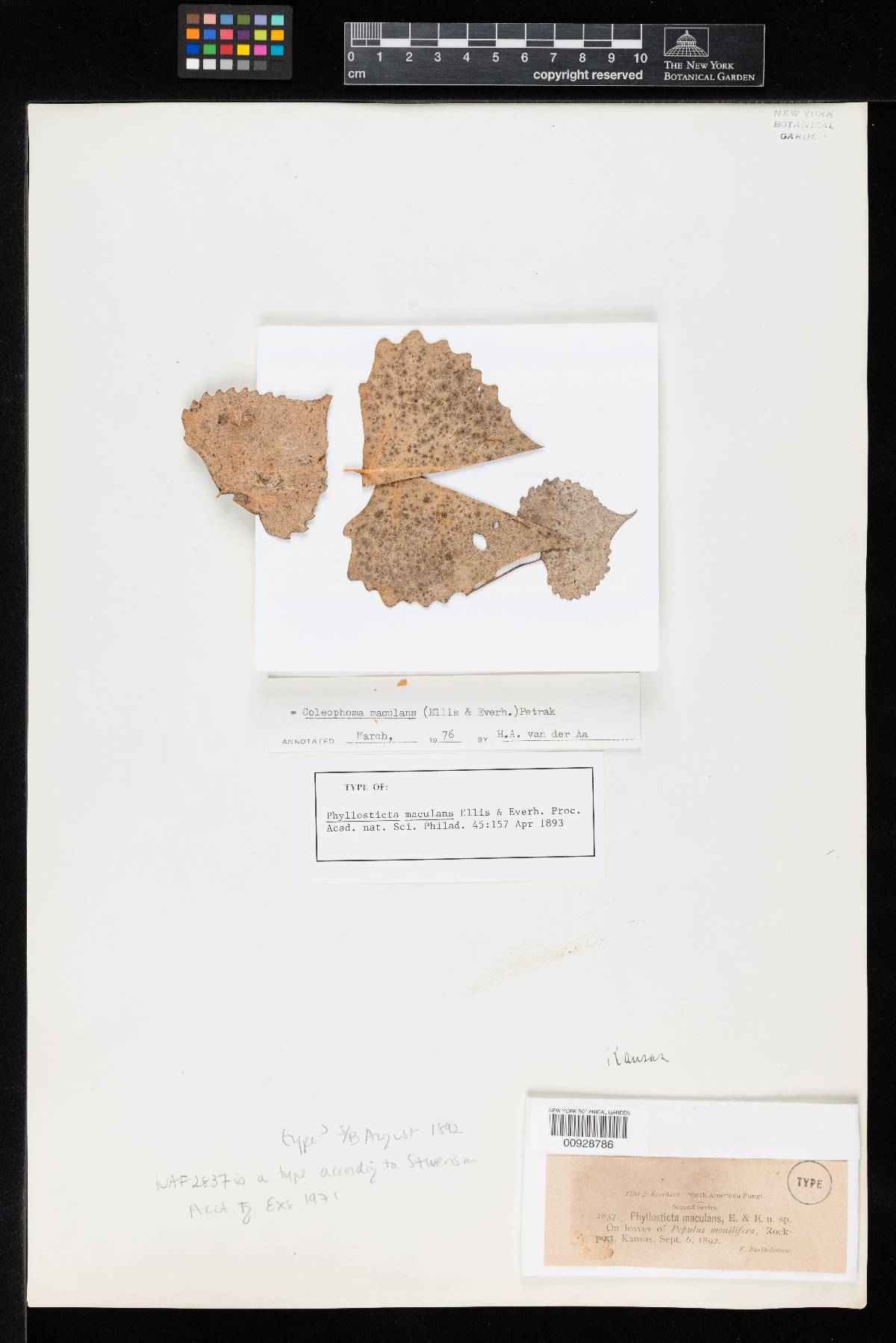 Coleophoma maculans image