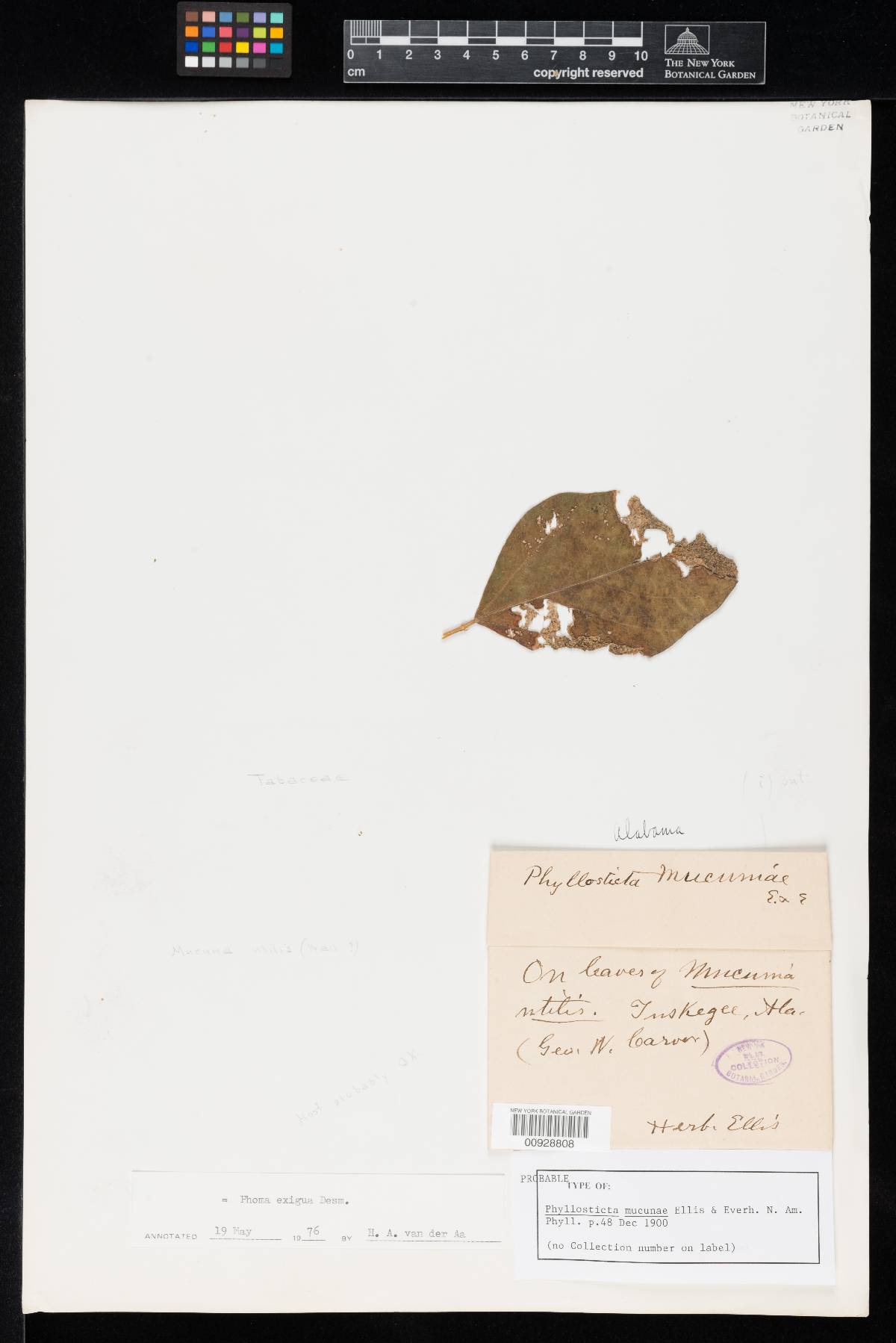 Phyllosticta mucunae image