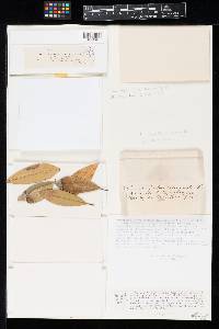 Phyllosticta terminalis image