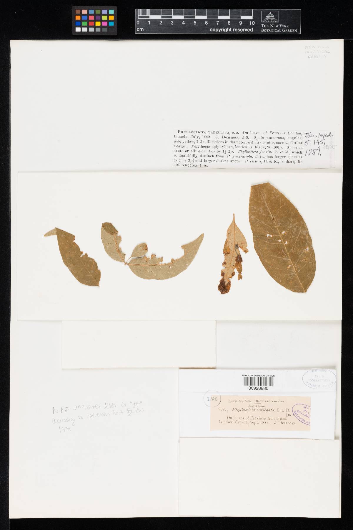 Phyllosticta variegata image