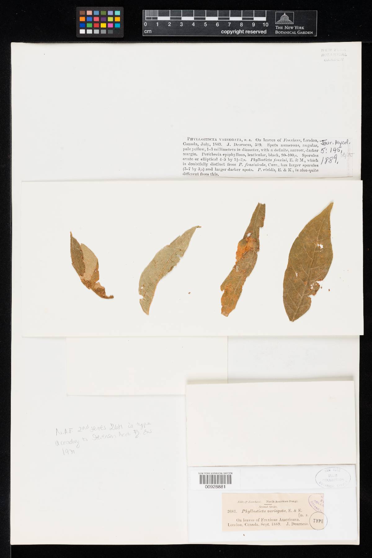 Phyllosticta variegata image