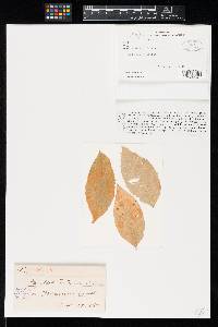 Phyllosticta viridis image