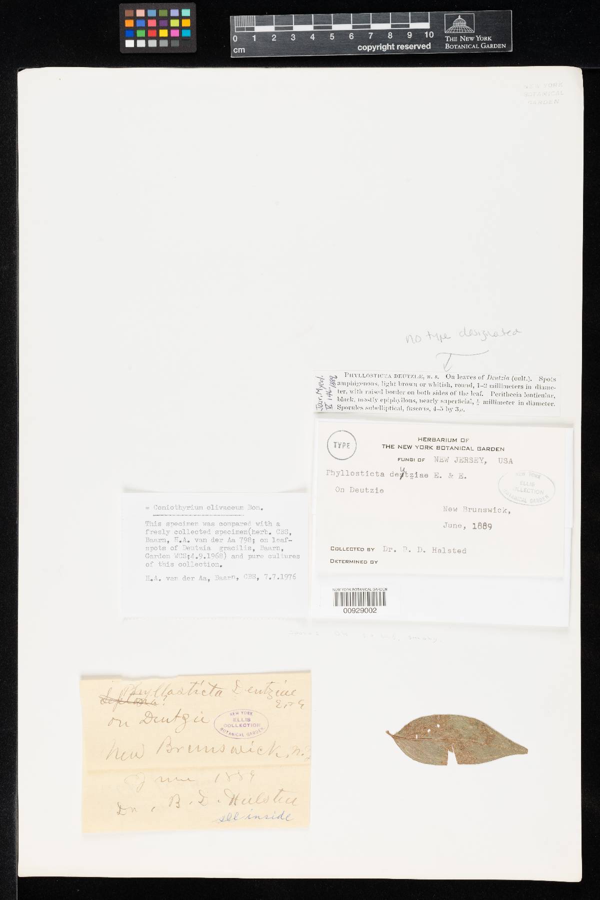 Phyllosticta deutziae image