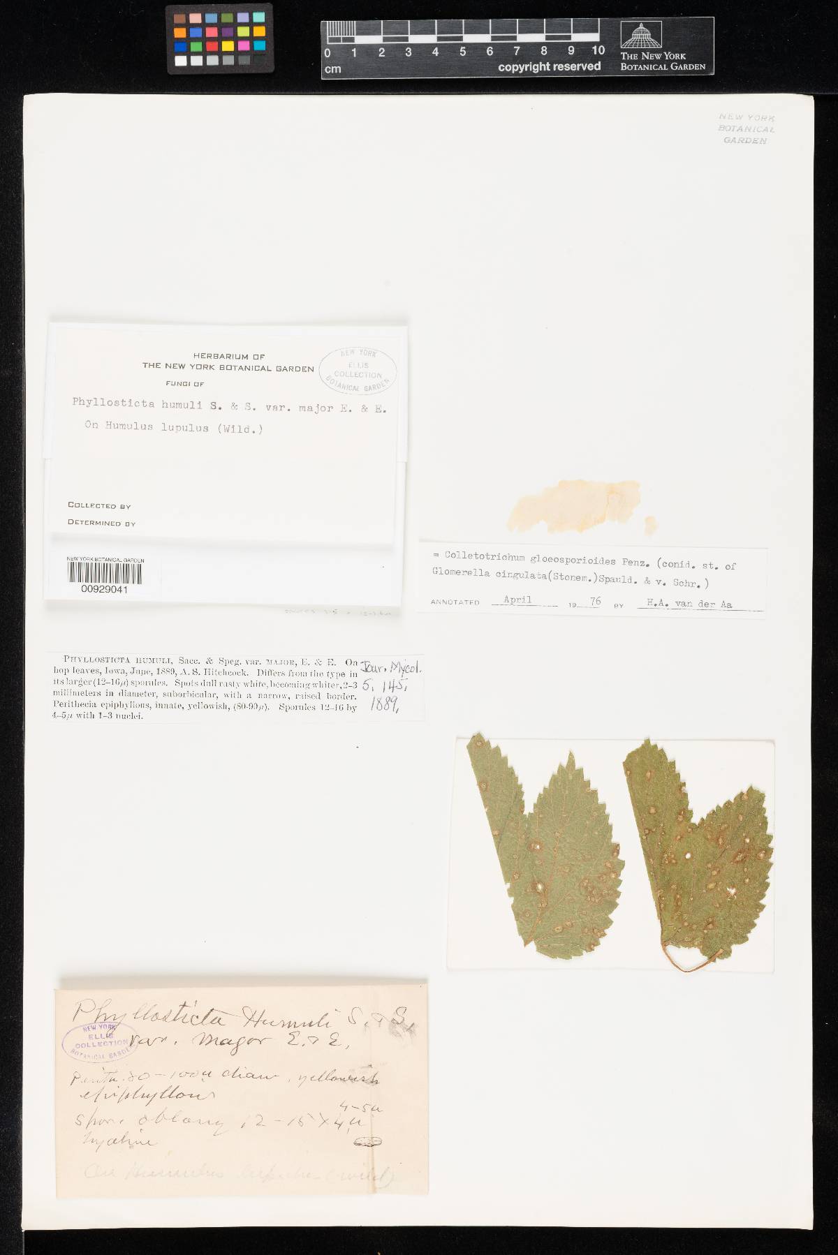 Phyllosticta humuli var. major image