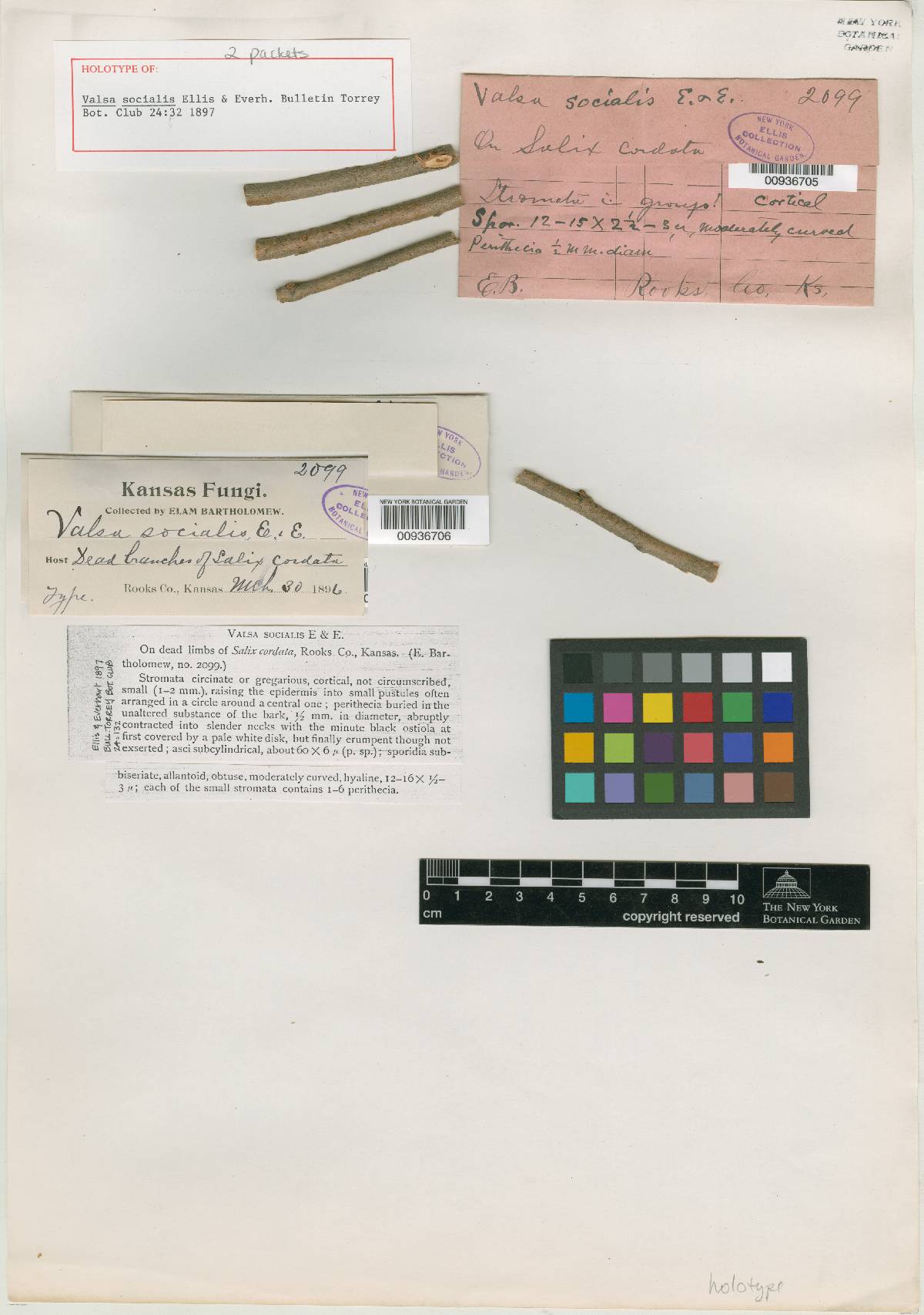 Valsa socialis image