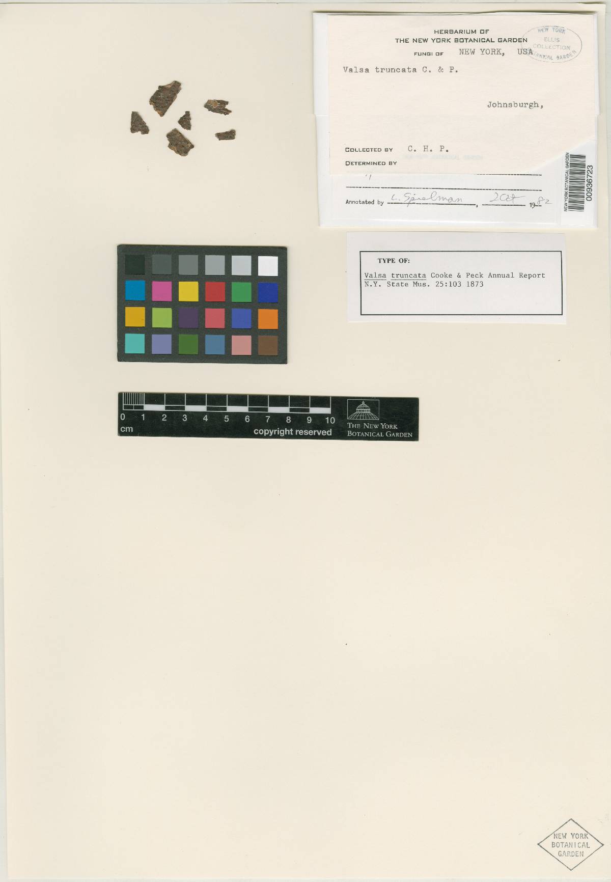 Valsa truncata image