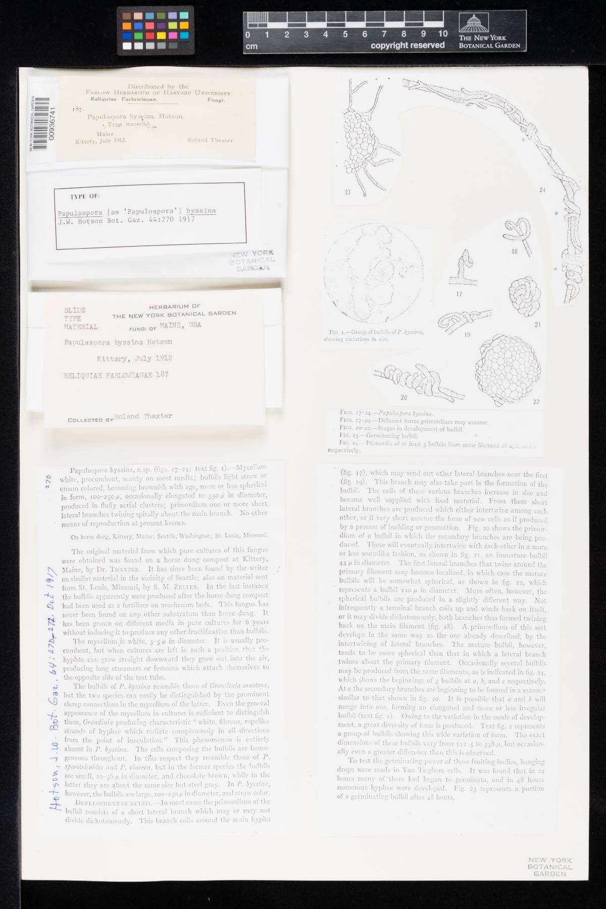 Papulaspora byssina image