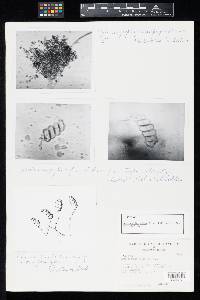 Troposporium album image