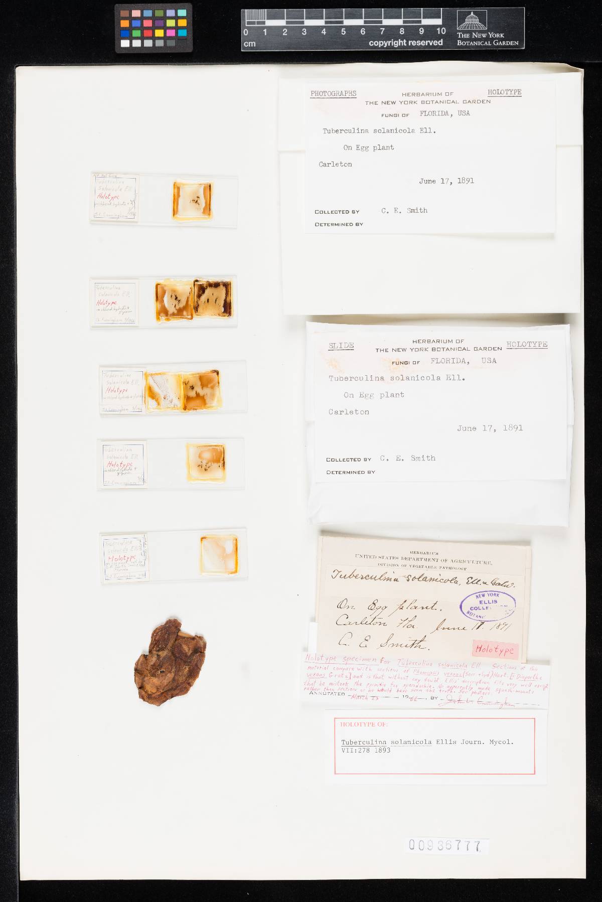 Tuberculina solanicola image