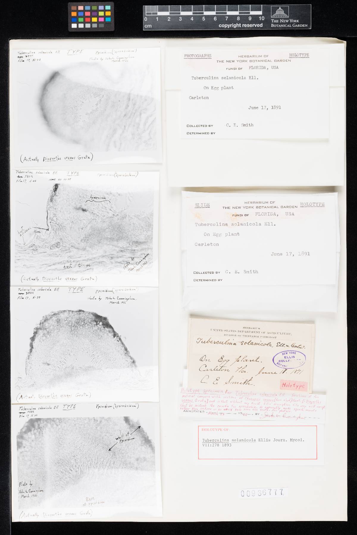 Tuberculina solanicola image