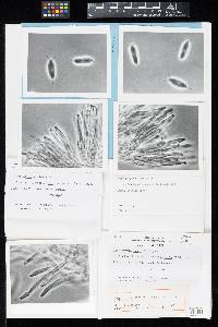 Image of Hyphopolynema tropicale