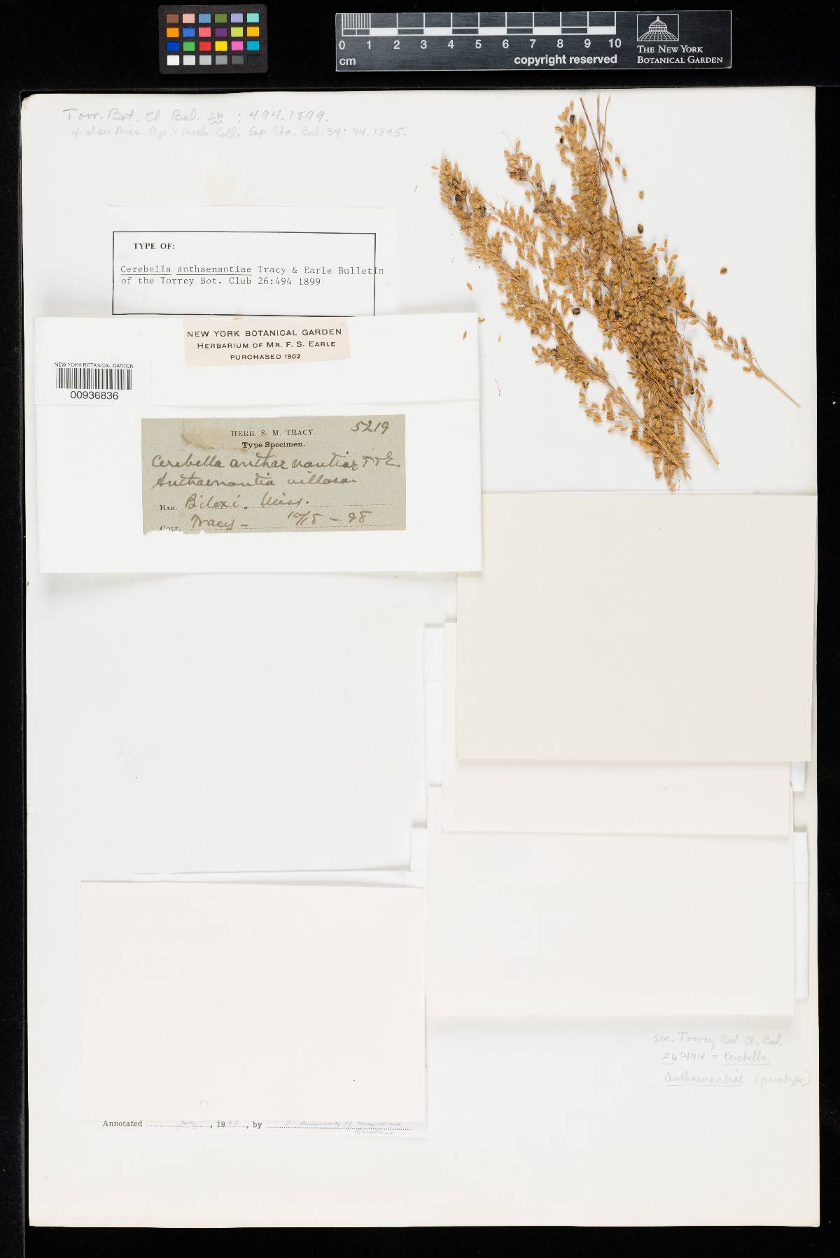 Cerebella anthaenantiae image