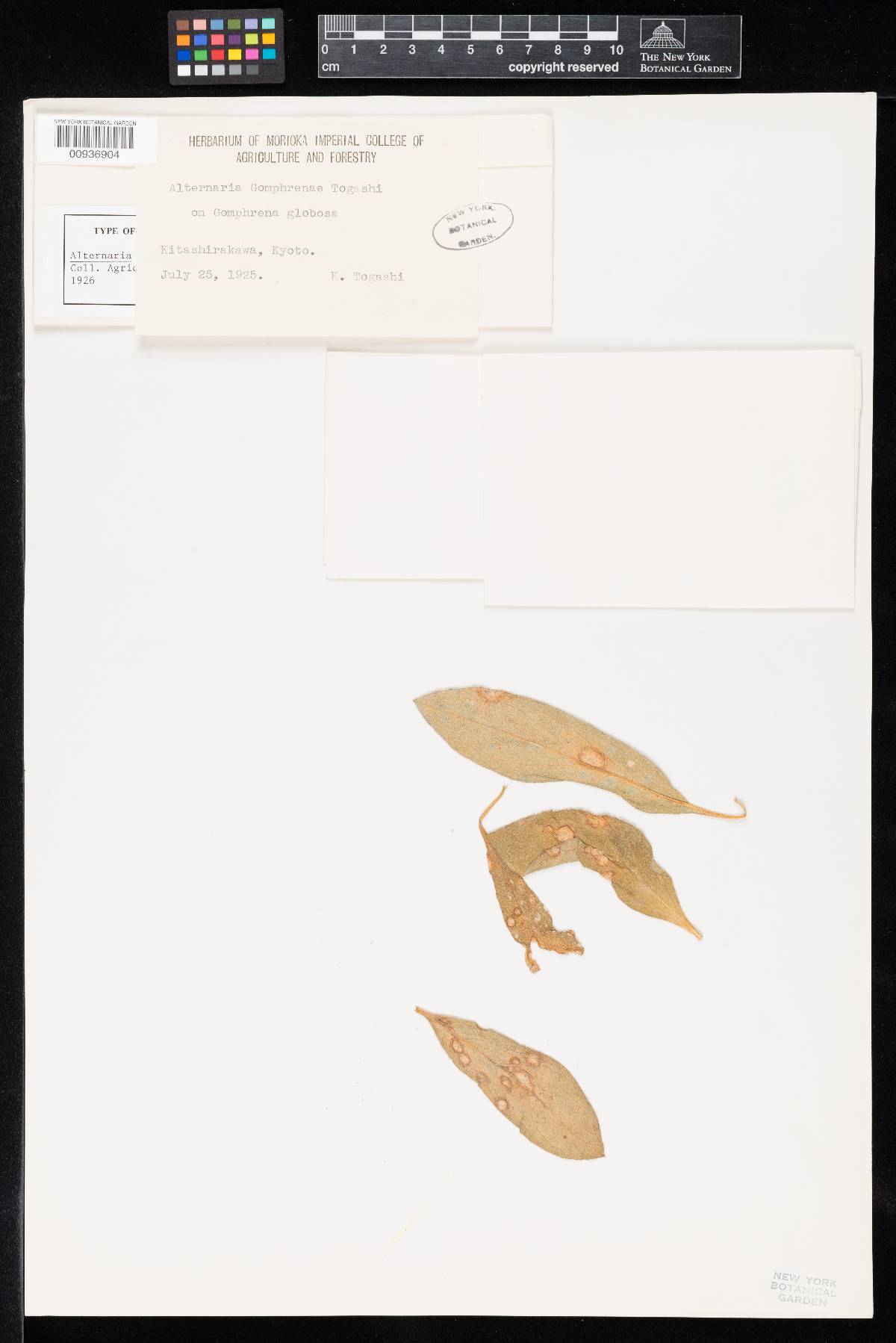 Nimbya gomphrenae image