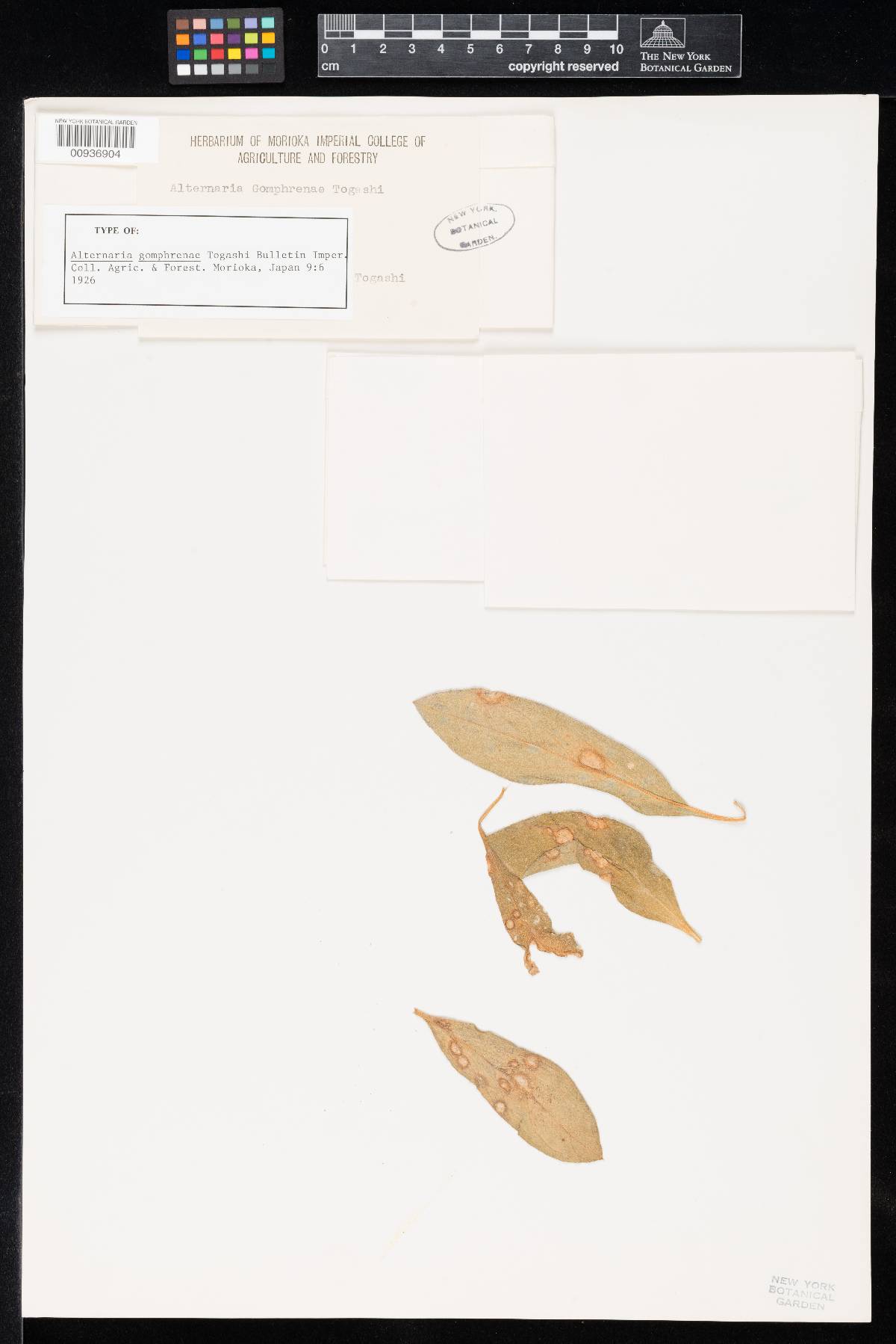 Nimbya gomphrenae image