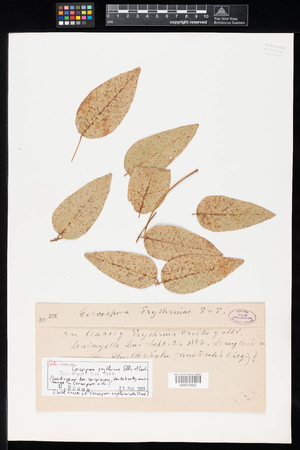 Cercospora erythrinae image