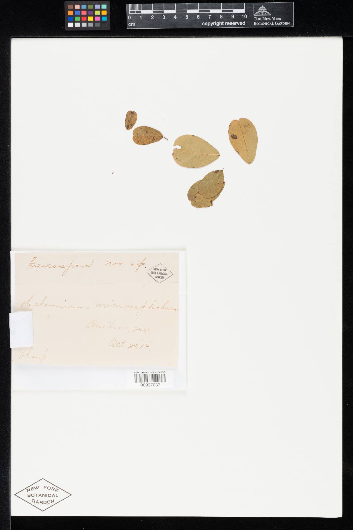 Cercospora helenii image