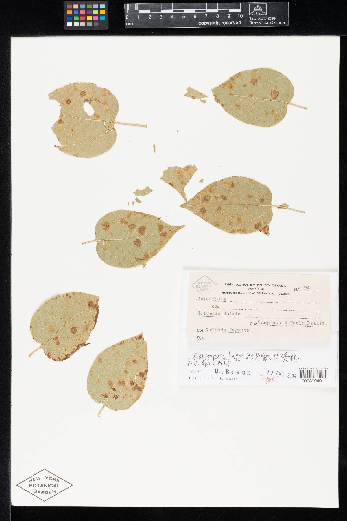 Cercospora hoveniae image