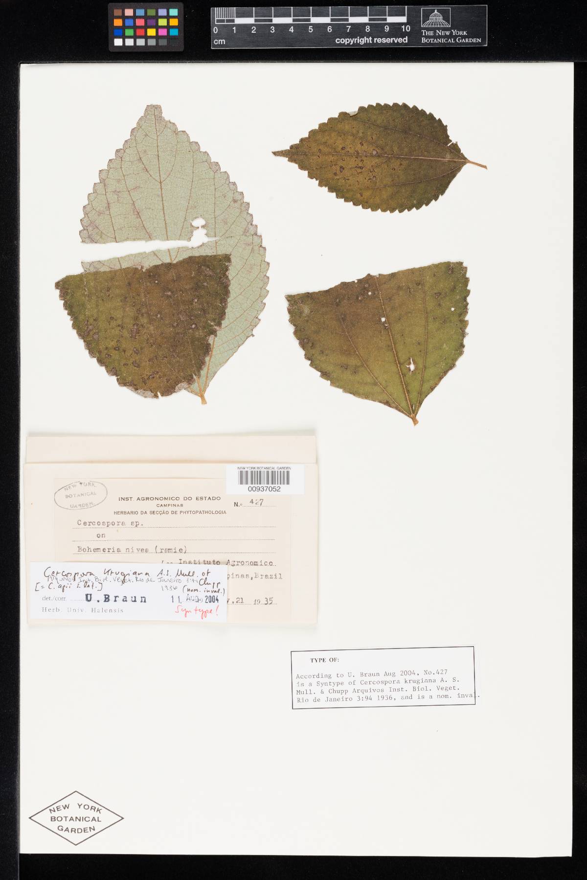 Cercospora krugiana image