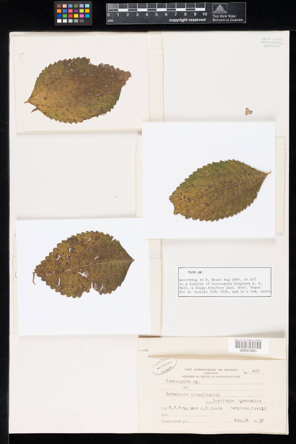 Cercospora krugiana image