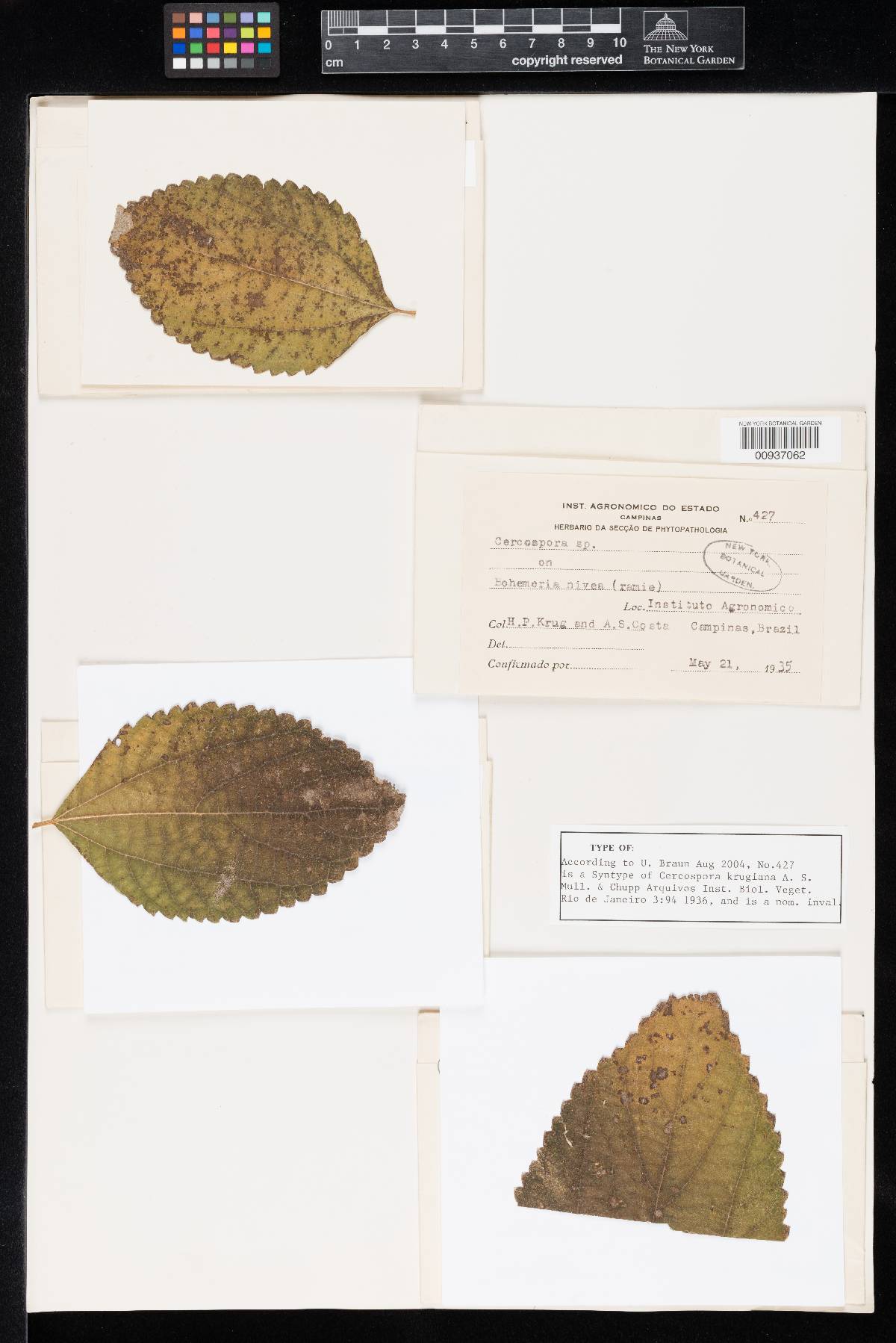 Cercospora krugiana image