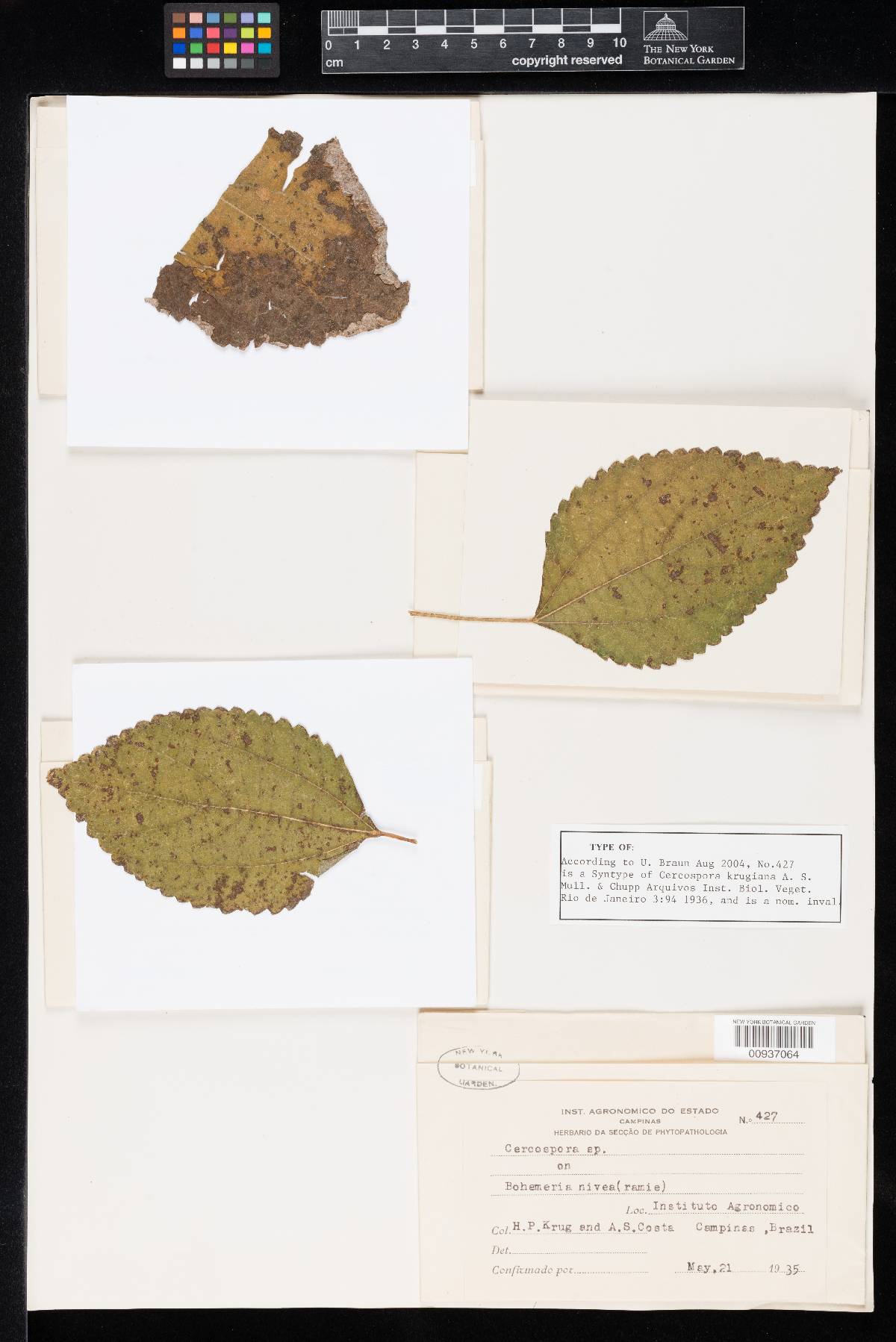 Cercospora krugiana image