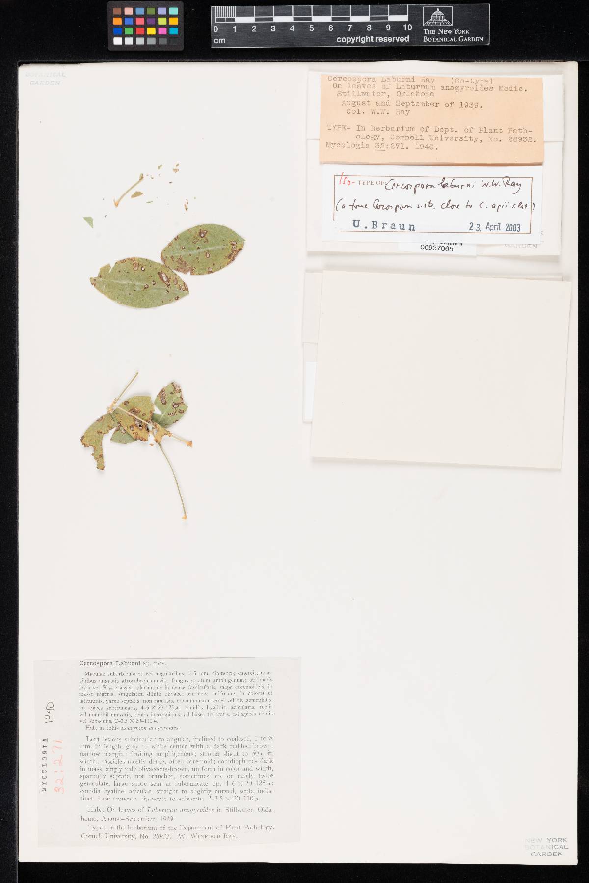 Cercospora laburni image