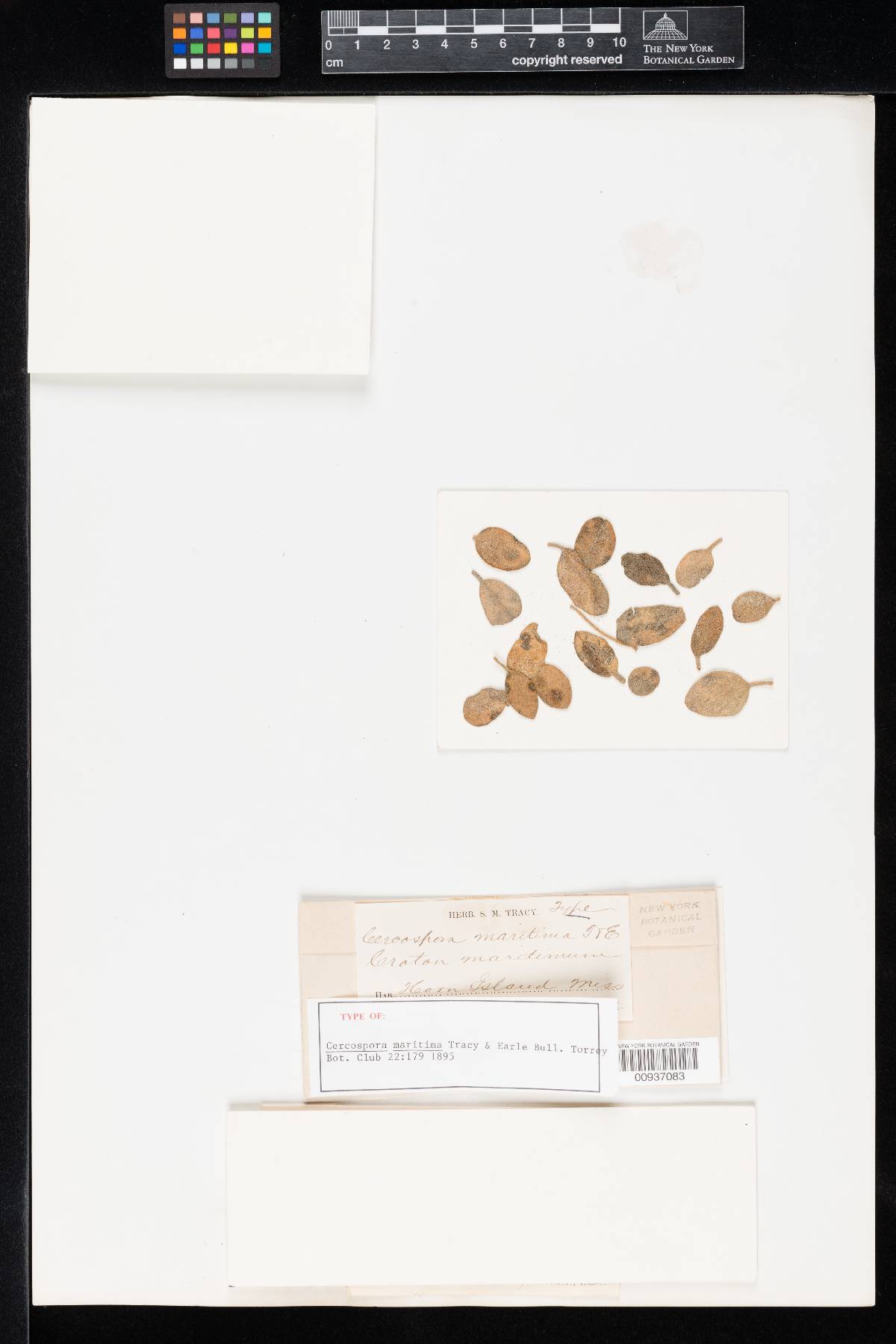 Cercospora maritima image