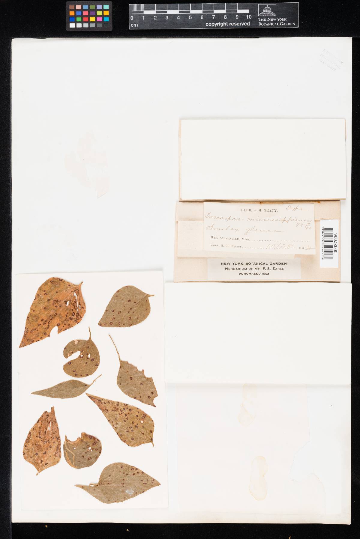 Pseudocercospora mississippiensis image