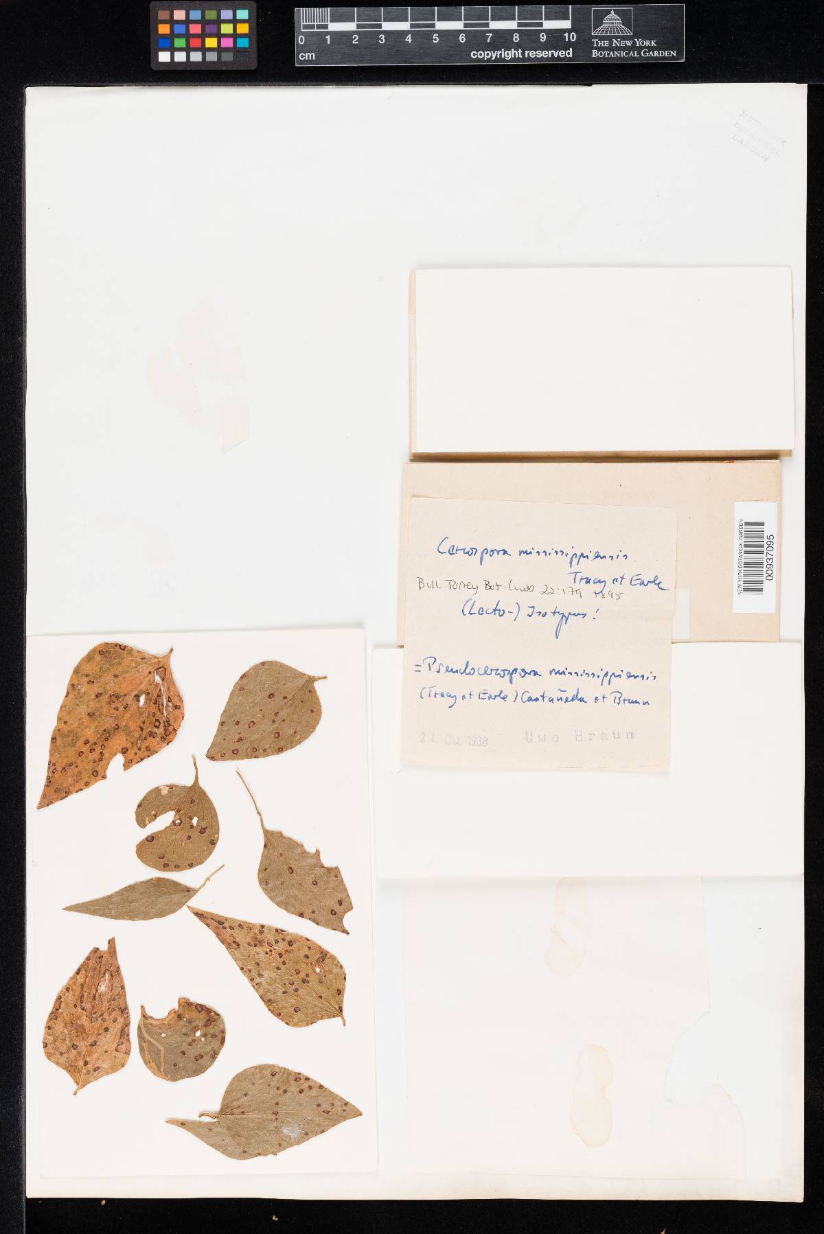 Pseudocercospora mississippiensis image
