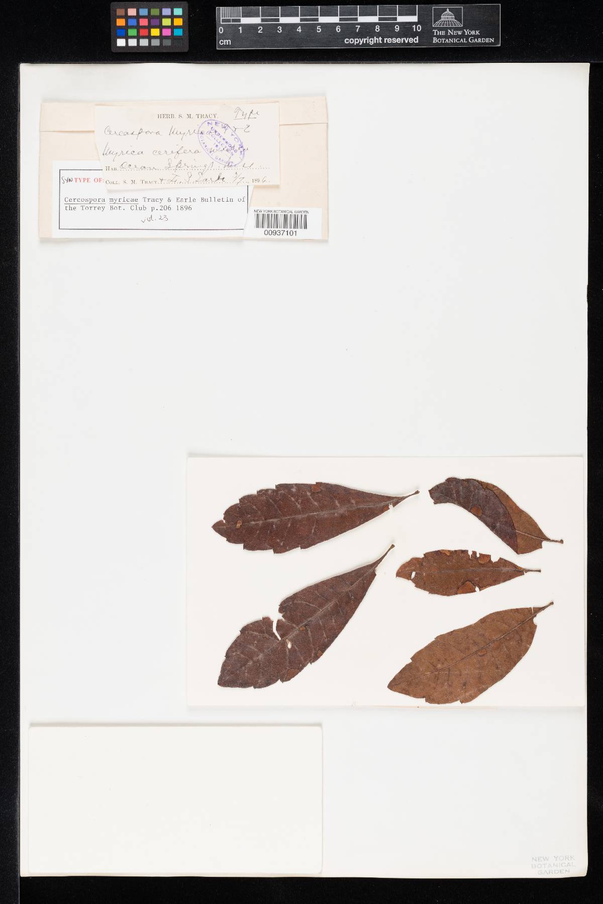 Cercospora myricae image