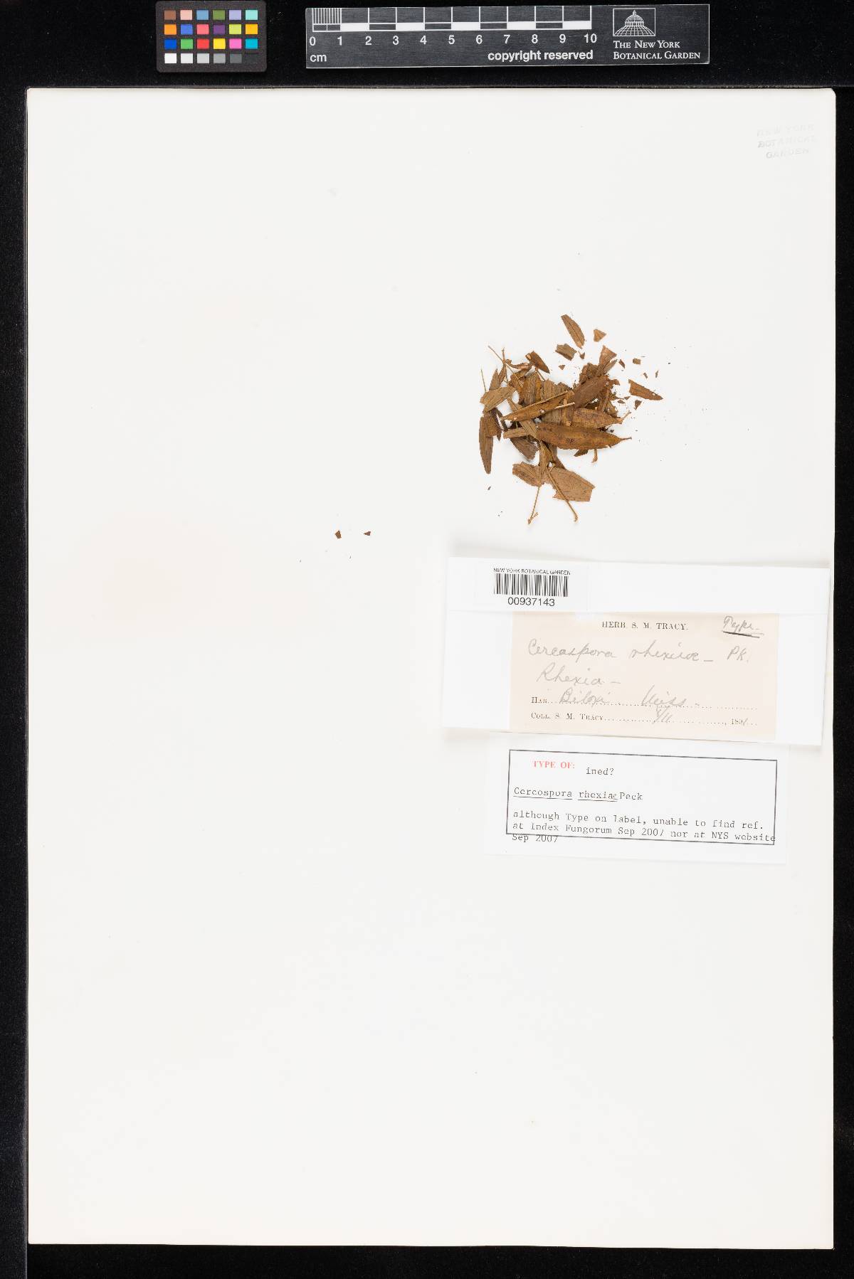 Cercospora rhexiae image